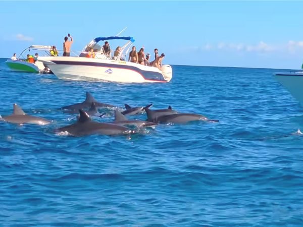 Tamarin dolphin watching with Seewan Tours